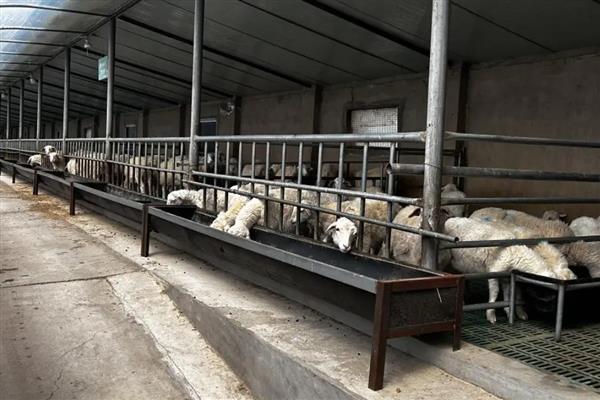 建设养殖场需注意什么，要远离居民区、交通要道等设施