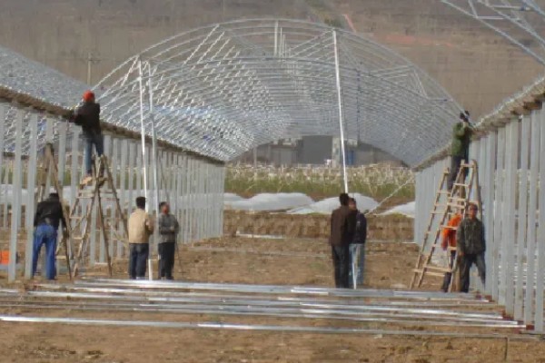 大棚芹菜怎么种植，播种出苗后再定植