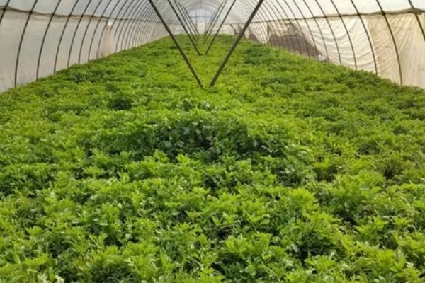 大棚芹菜怎么种植，播种出苗后再定植