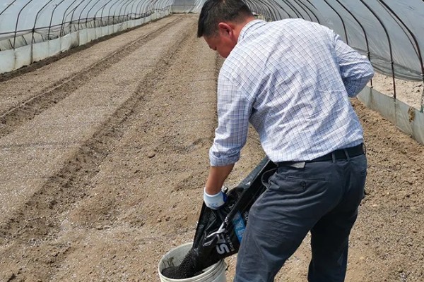 大棚芹菜怎么种植，播种出苗后再定植