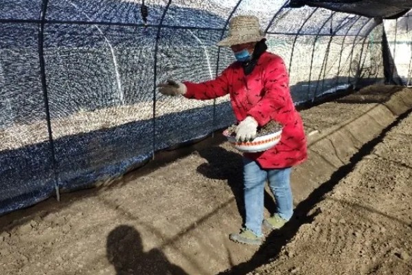 大棚芹菜怎么种植，播种出苗后再定植