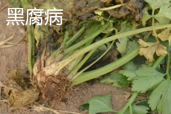大棚芹菜怎么种植，播种出苗后再定植