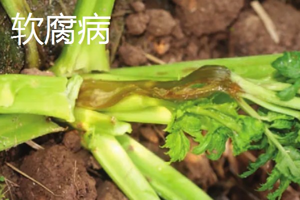 大棚芹菜怎么种植，播种出苗后再定植