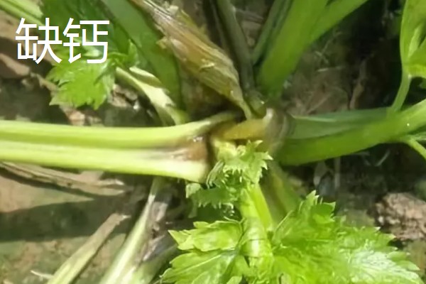 大棚芹菜怎么种植，播种出苗后再定植