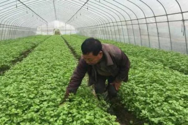 大棚芹菜怎么种植，播种出苗后再定植