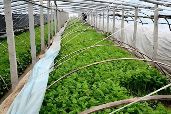 大棚芹菜怎么种植，播种出苗后再定植