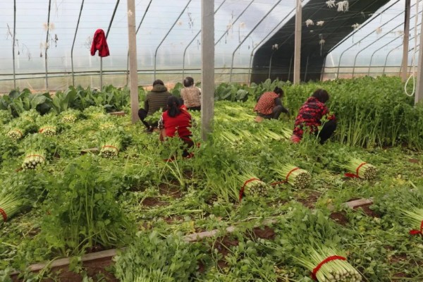 大棚芹菜怎么种植，播种出苗后再定植