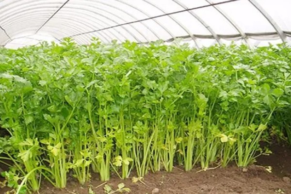大棚芹菜怎么种植，播种出苗后再定植
