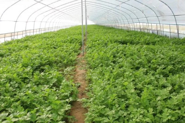 大棚芹菜怎么种植，播种出苗后再定植