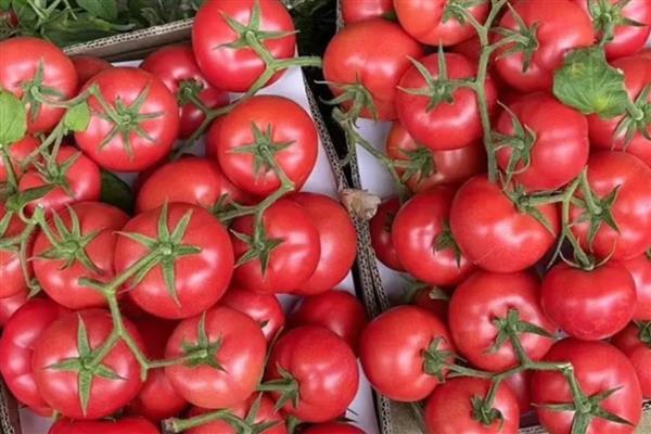 西红柿能不能用冰箱保存，用冰箱冷藏可保存10天左右
