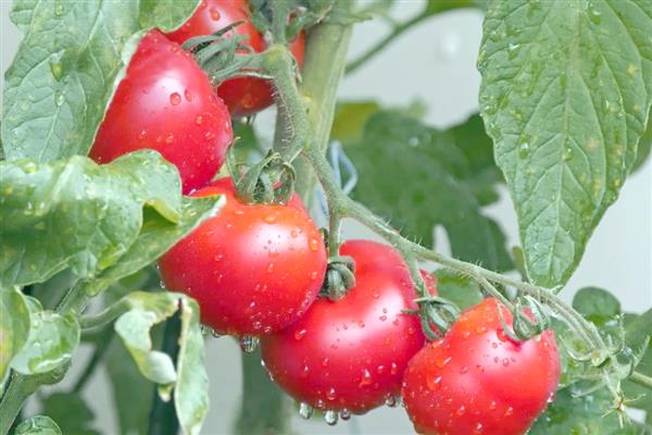 西红柿能不能用冰箱保存，用冰箱冷藏可保存10天左右