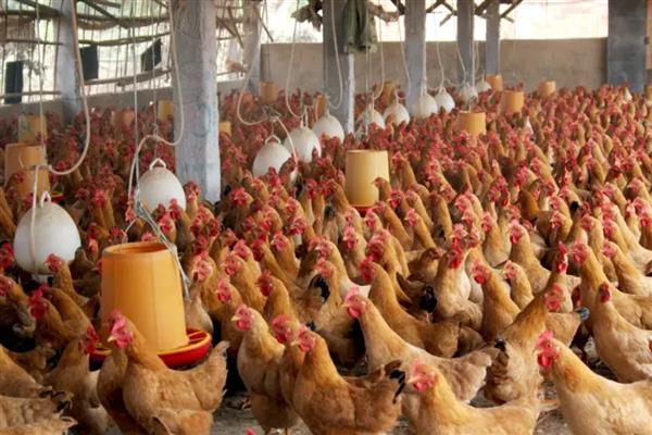 鸡如何养殖，投喂玉米等精饲料