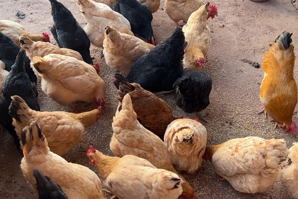 鸡如何养殖，投喂玉米等精饲料