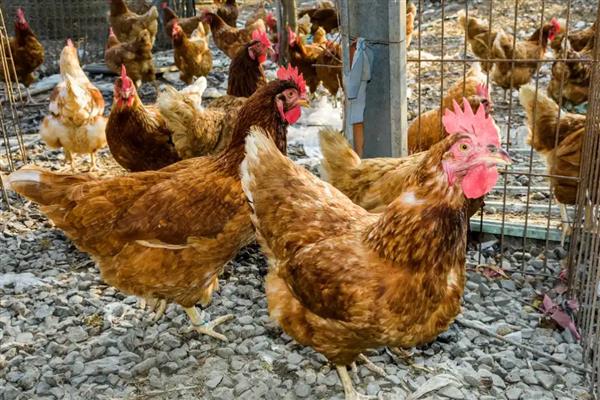 鸡如何养殖，投喂玉米等精饲料