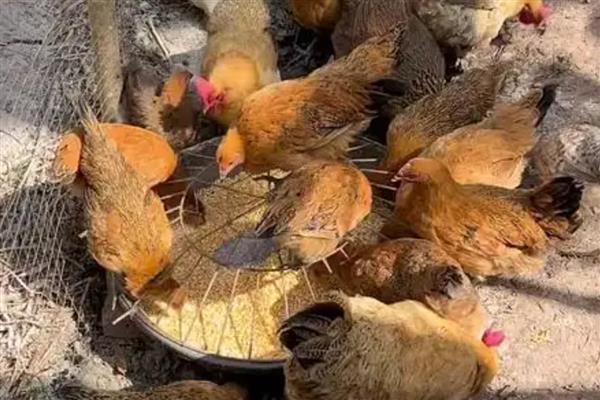 鸡如何养殖，投喂玉米等精饲料
