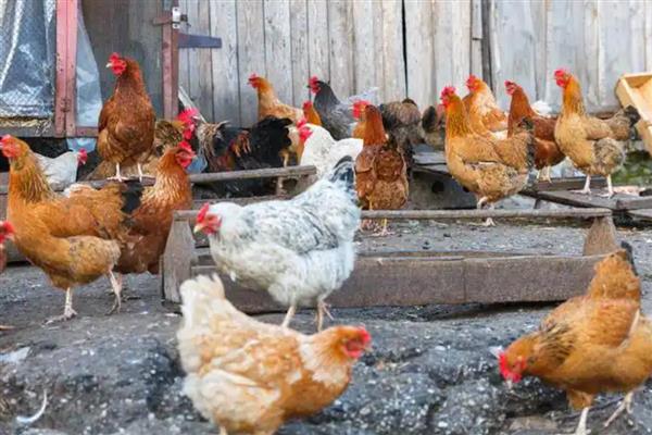 鸡如何养殖，投喂玉米等精饲料