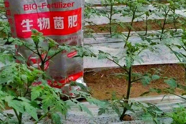 合理施用有机肥的方法，掌握以下4个要点