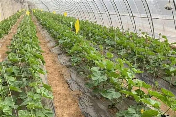 合理施用有机肥的方法，掌握以下4个要点