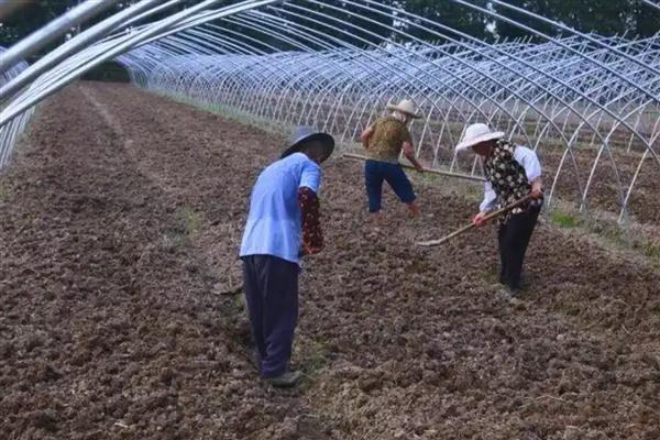 合理施用有机肥的方法，掌握以下4个要点