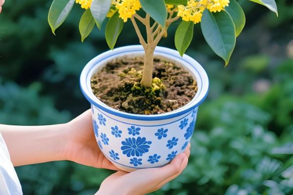 四季桂如何施肥，上盆的时候要施足基肥