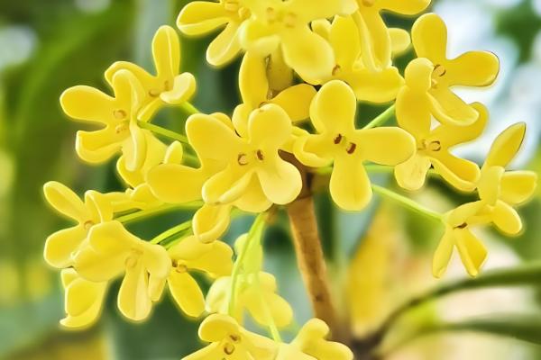 四季桂如何施肥，上盆的时候要施足基肥