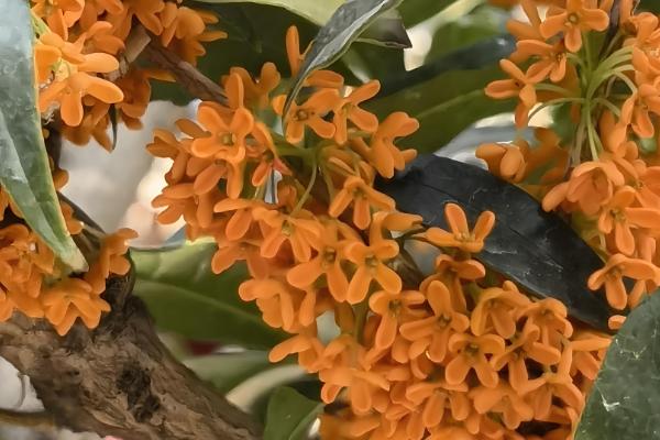 四季桂如何施肥，上盆的时候要施足基肥