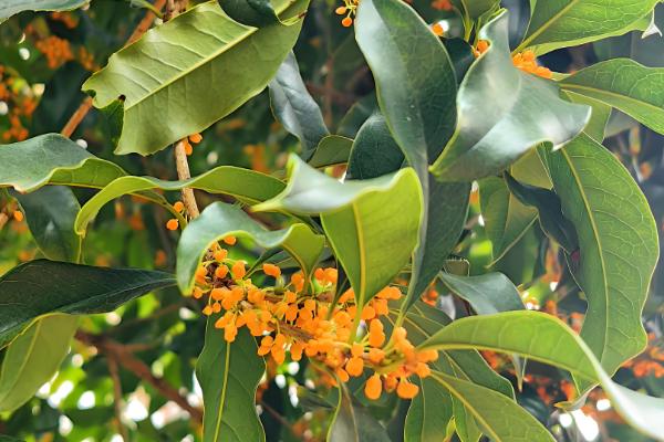 四季桂如何施肥，上盆的时候要施足基肥