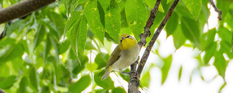 绣眼鸟为什么要用亮笼，养殖熟鸟才用亮笼