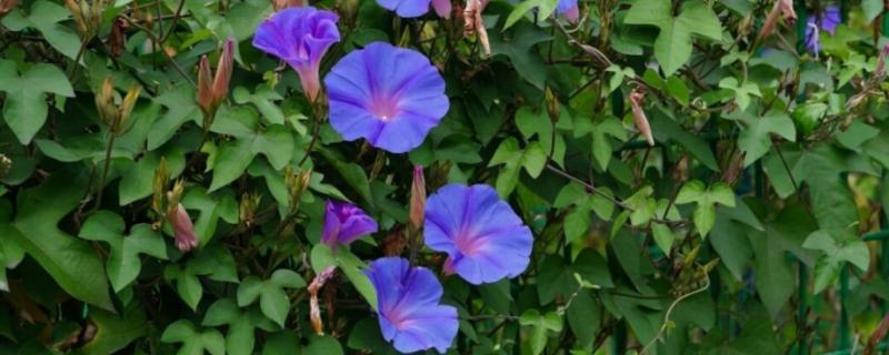 牵牛花开花后需要修剪吗，一般需要修剪