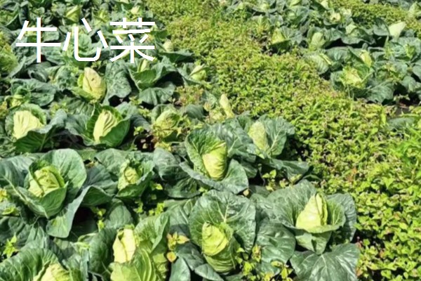 牛心菜是不是卷心菜,牛心菜不是卷心菜