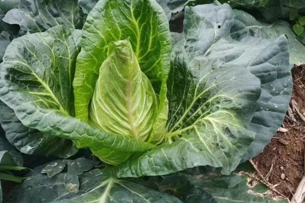 牛心菜是不是卷心菜,牛心菜不是卷心菜