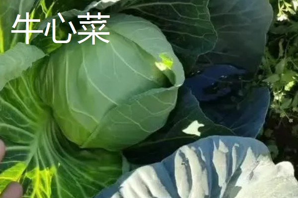 牛心菜是不是卷心菜,牛心菜不是卷心菜