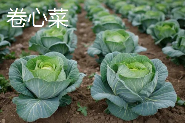 牛心菜是不是卷心菜,牛心菜不是卷心菜