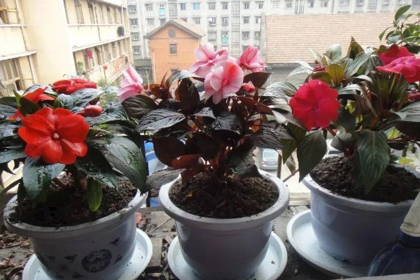 非洲凤仙的爆盆方法,春秋冬三季接受全日照