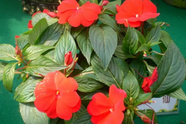 非洲凤仙的爆盆方法,春秋冬三季接受全日照