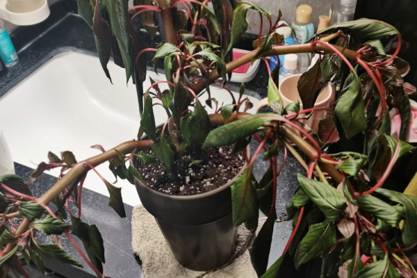 非洲凤仙的爆盆方法,春秋冬三季接受全日照