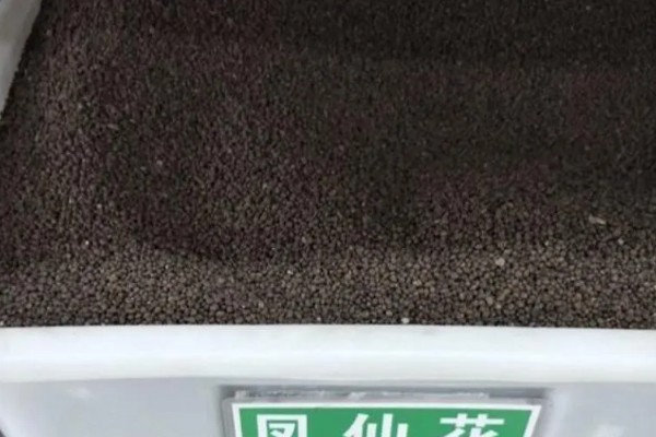 非洲凤仙的爆盆方法,春秋冬三季接受全日照