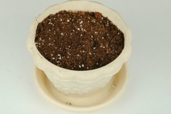 非洲凤仙的爆盆方法,春秋冬三季接受全日照