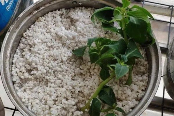 非洲凤仙的爆盆方法,春秋冬三季接受全日照