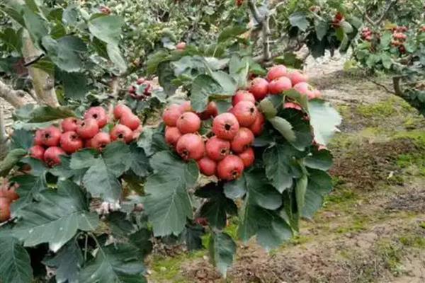 怎么防治山楂桃小食心虫，喷施灭蛾净等药物效果较好
