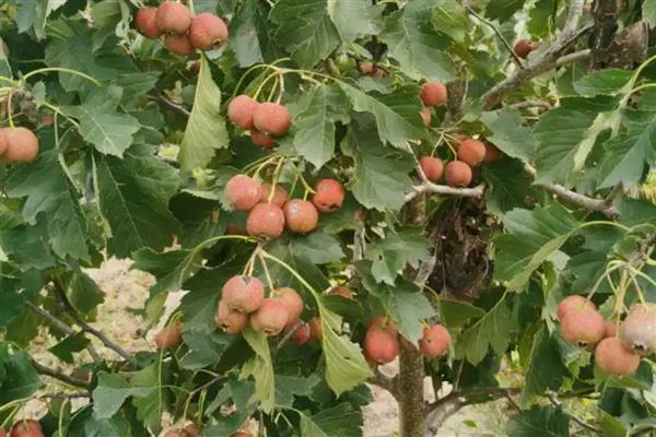 怎么防治山楂桃小食心虫，喷施灭蛾净等药物效果较好