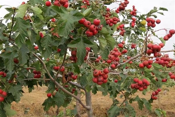怎么防治山楂桃小食心虫，喷施灭蛾净等药物效果较好