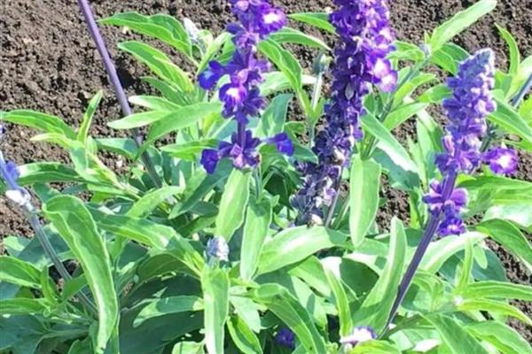 鼠尾草的开花时间,花期一般是6-9月份