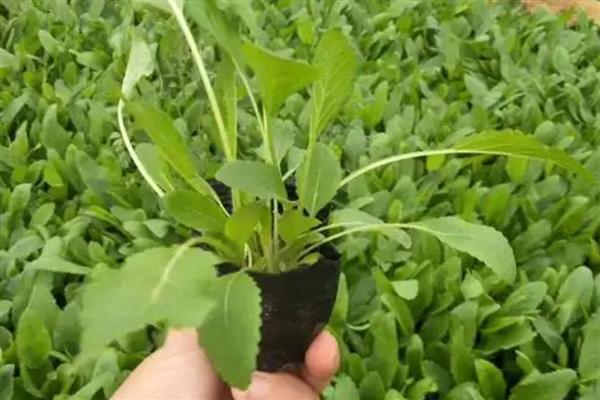 鼠尾草的开花时间,花期一般是6-9月份