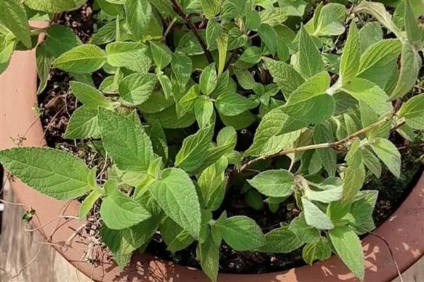 鼠尾草的开花时间,花期一般是6-9月份