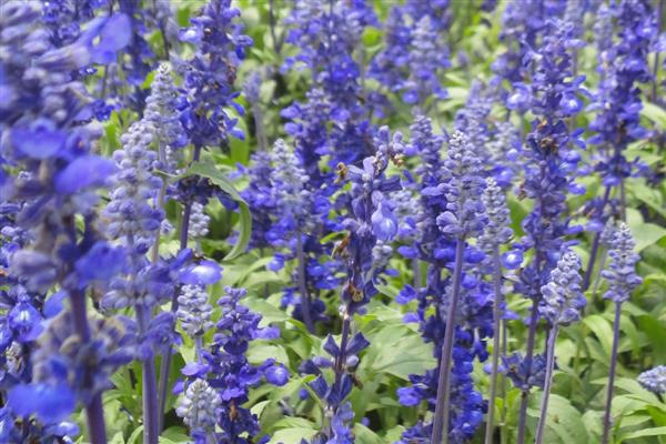 鼠尾草的开花时间,花期一般是6-9月份