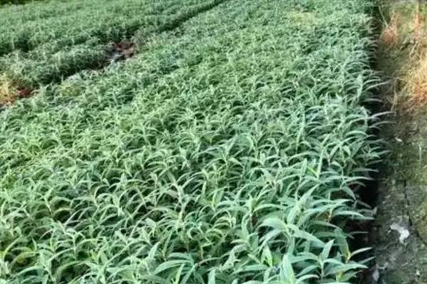 鼠尾草的开花时间,花期一般是6-9月份