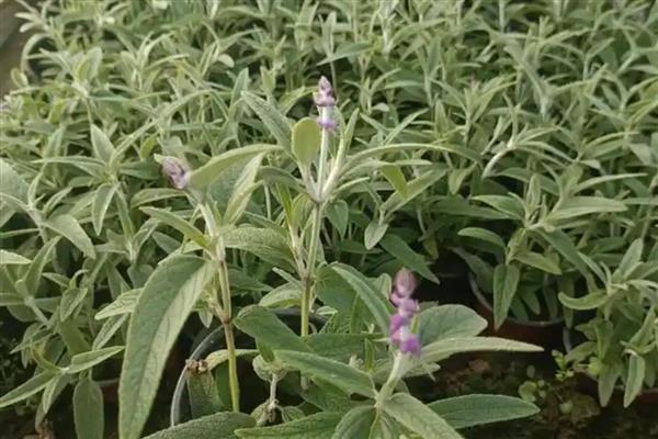 鼠尾草的开花时间,花期一般是6-9月份