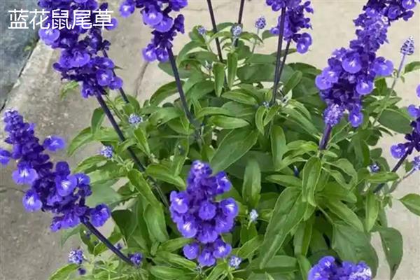 鼠尾草的开花时间,花期一般是6-9月份