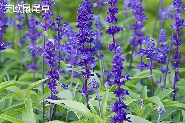 鼠尾草的开花时间,花期一般是6-9月份
